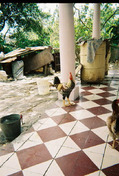 Casa de Milagros-El Gallo